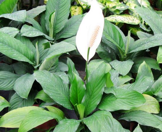 白掌叶子蔫了如何办,五步可“药到病除”