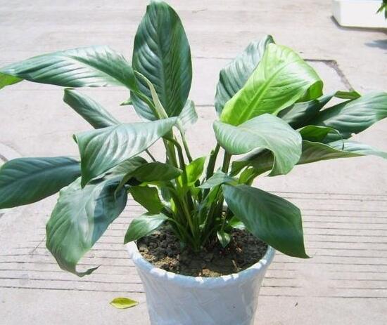 白掌叶子蔫了如何办,五步可“药到病除”