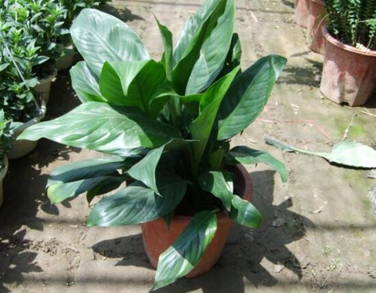 白掌叶子蔫了如何办,五步可“药到病除”