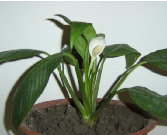 白掌叶子蔫了如何办,五步可“药到病除”