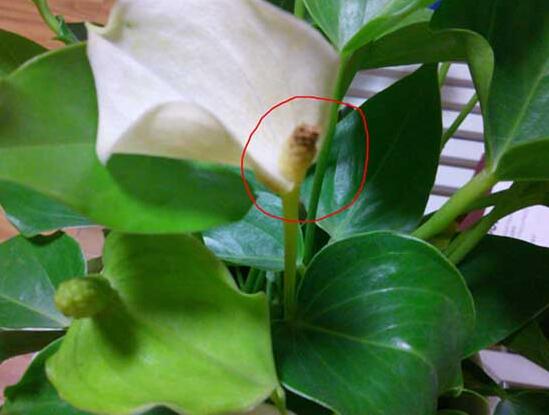 白掌叶子蔫了如何办,五步可“药到病除”