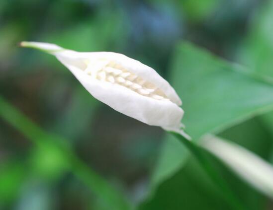 白掌叶子蔫了如何办,五步可“药到病除”