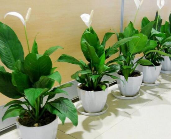 白掌叶子蔫了如何办,五步可“药到病除”