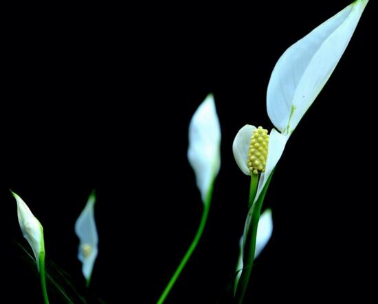 白掌叶子蔫了如何办,五步可“药到病除”