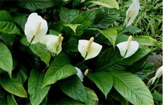 白掌多久浇一次水,春秋3~5天/夏季1~2天/冬季少浇