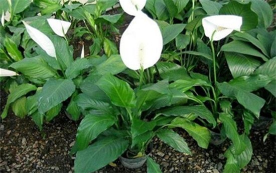 白掌多久浇一次水,春秋3~5天/夏季1~2天/冬季少浇