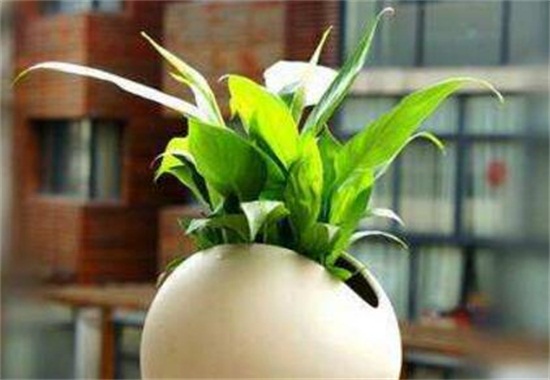 白掌多久浇一次水,春秋3~5天/夏季1~2天/冬季少浇