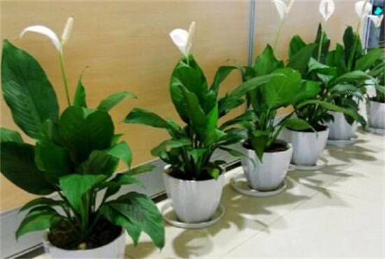 白掌多久浇一次水,春秋3~5天/夏季1~2天/冬季少浇