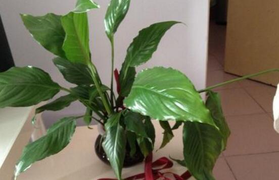 白掌多久浇一次水,春秋3~5天/夏季1~2天/冬季少浇