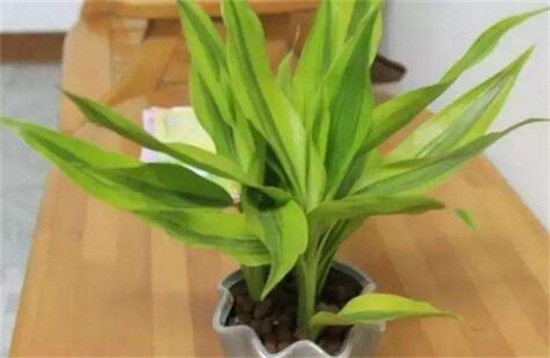 白掌多久浇一次水,春秋3~5天/夏季1~2天/冬季少浇