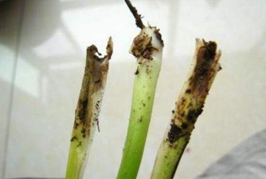 白掌多久浇一次水,春秋3~5天/夏季1~2天/冬季少浇