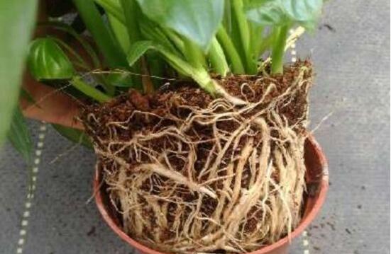 白掌多久浇一次水,春秋3~5天/夏季1~2天/冬季少浇