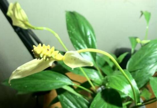 白掌叶子发黄如何办,5种处理办法使白掌恢复生机