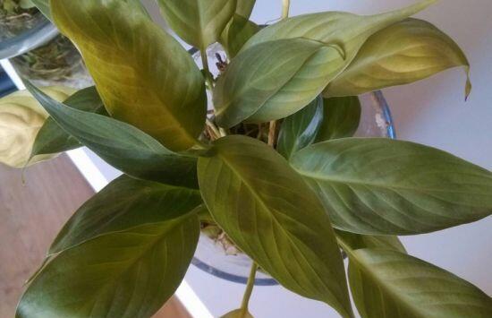 白掌叶子发黄如何办,5种处理办法使白掌恢复生机