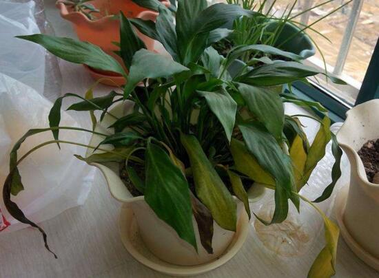白掌叶子发黄如何办,5种处理办法使白掌恢复生机