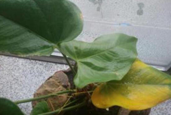 白掌叶子发黄如何办,5种处理办法使白掌恢复生机