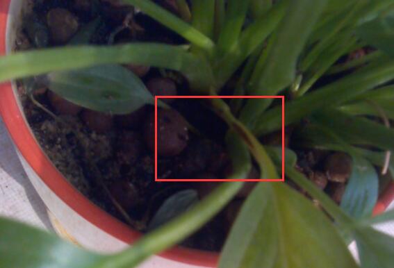 白掌叶子发黑如何办，浇水施肥光照不当需对症下药