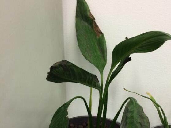 白掌叶子发黑如何办，浇水施肥光照不当需对症下药