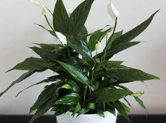 白掌叶子发黑如何办，浇水施肥光照不当需对症下药