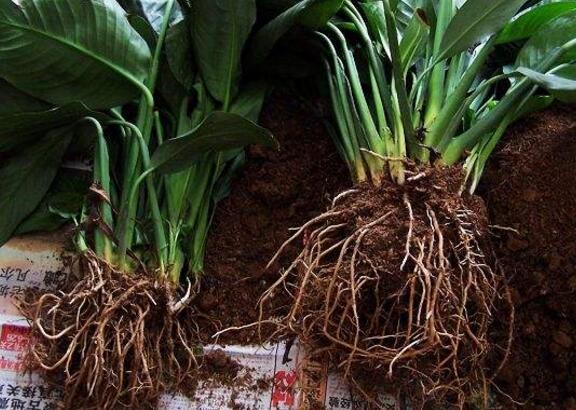 白掌叶子发黑如何办，浇水施肥光照不当需对症下药