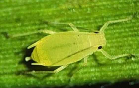 白掌叶子发黑如何办，浇水施肥光照不当需对症下药