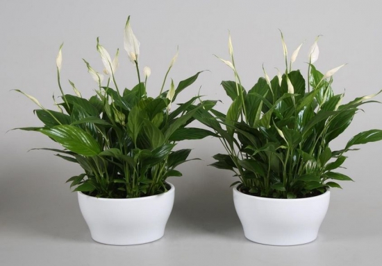 白掌如何修剪，手把手教你白掌的修剪办法