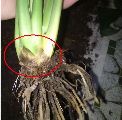 白掌如何修剪，手把手教你白掌的修剪办法