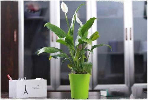 白掌如何修剪，手把手教你白掌的修剪办法