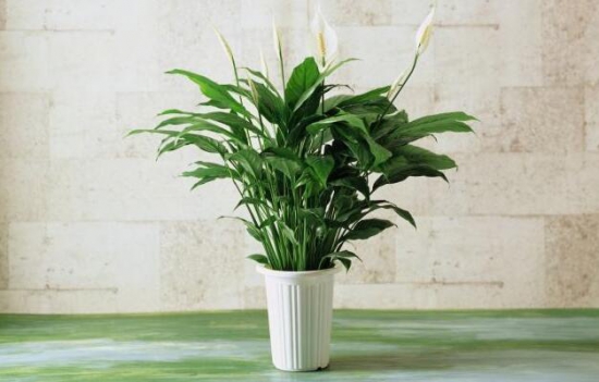 白掌如何修剪，手把手教你白掌的修剪办法