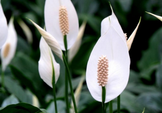 白掌夏季如何养：保持土壤湿润