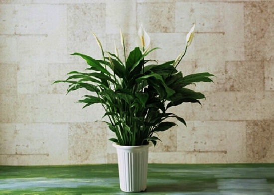 白掌图片附介绍：相册的图片免费下载