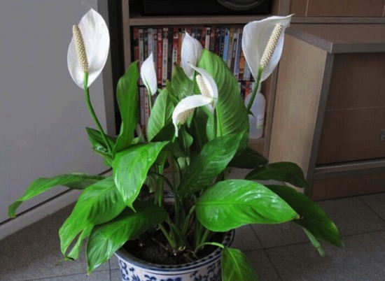 白掌图片附介绍：相册的图片免费下载