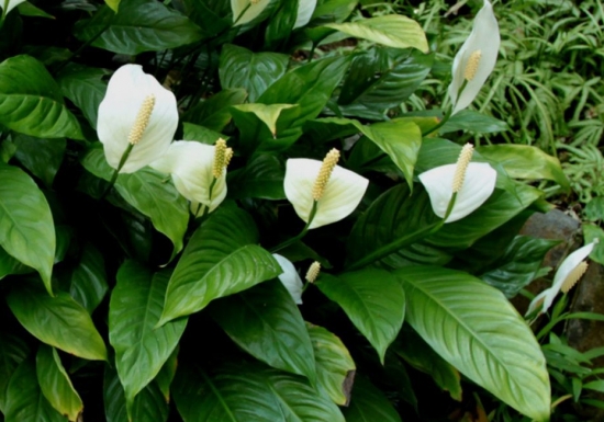 白掌图片附介绍：相册的图片免费下载