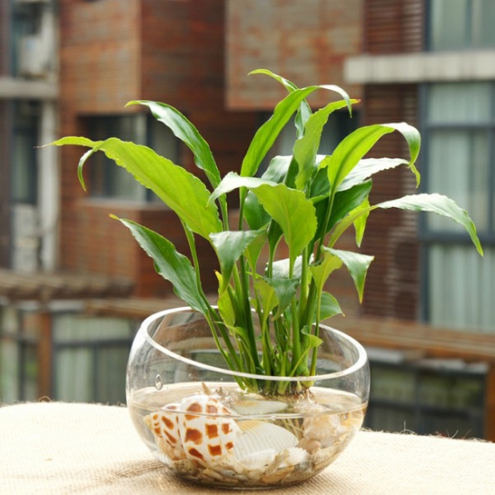 白掌应如何科学水培