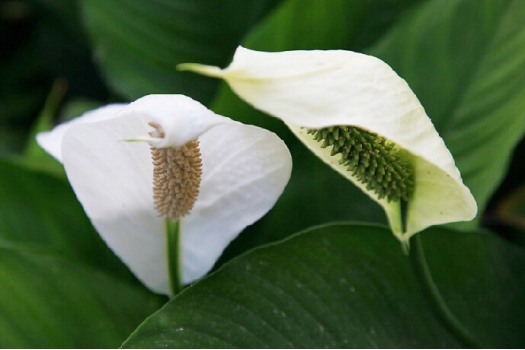 白掌不开花：空气过干燥不利开花