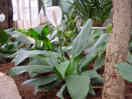 白掌叶子发黄：浇水不当也可引起发黄