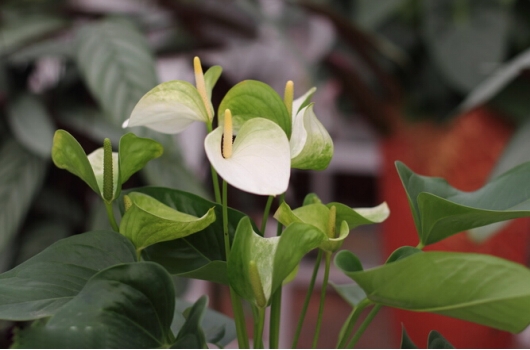 身姿曼妙的白掌 白掌有毒吗:花和汁液有轻微的毒性