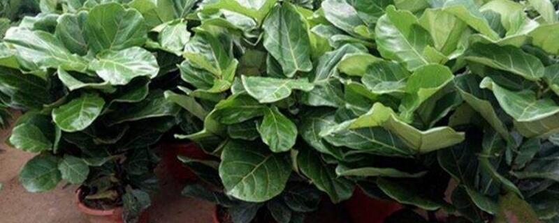 琴叶榕好养吗,在适宜环境中极易养活