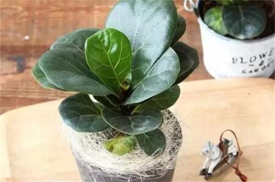 琴叶榕好养吗,在适宜环境中极易养活