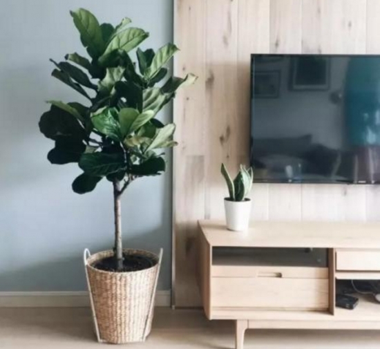 琴叶榕叶子发黄枯萎的原因及处理办法