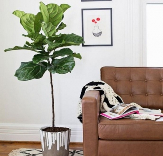 琴叶榕叶子发黄枯萎的原因及处理办法