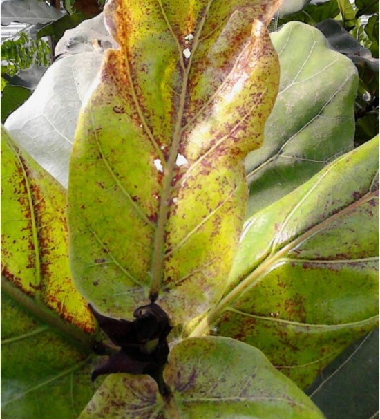 琴叶榕叶子发黄枯萎的原因及处理办法