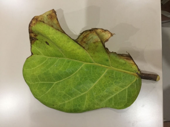 琴叶榕叶子发黄枯萎的原因及处理办法