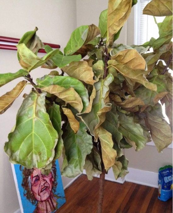 琴叶榕叶子发黄枯萎的原因及处理办法