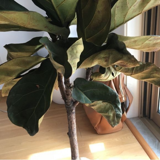 琴叶榕叶子发黄枯萎的原因及处理办法