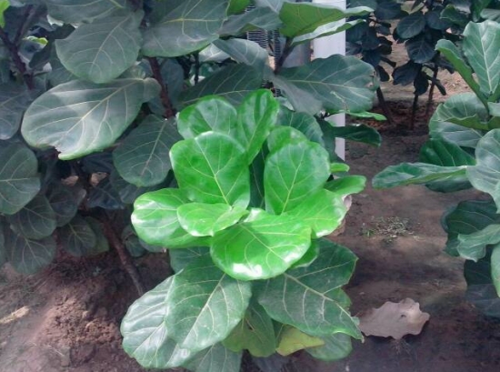 琴叶榕的养殖办法及留意事项 琴叶榕的养殖办法及留意事项:喜欢明亮的散射光环境