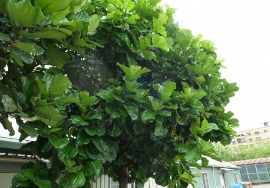 琴叶榕的养殖办法及留意事项 琴叶榕的养殖办法及留意事项:喜欢明亮的散射光环境