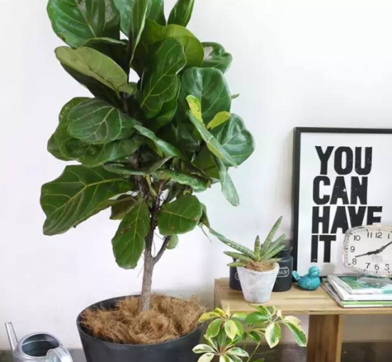 琴叶榕的养殖办法及留意事项 琴叶榕的养殖办法及留意事项:喜欢明亮的散射光环境