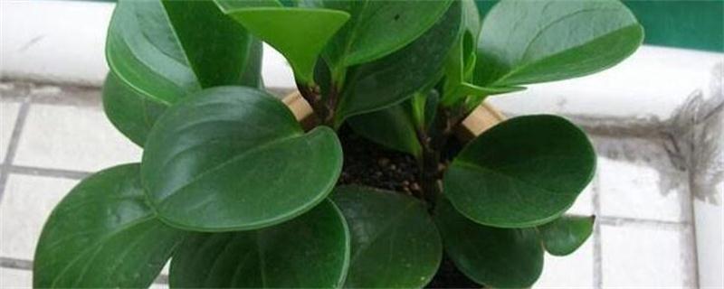 碧玉花要如何养