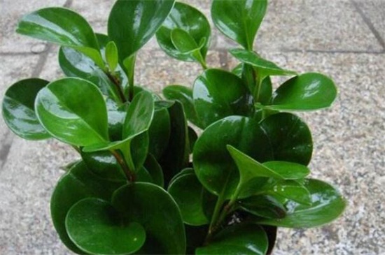 碧玉花要如何养